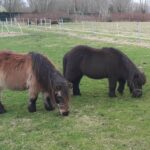 Dieren op rustige kleine camping in Drenthe