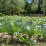 Moestuin op SVR camping in Drenthe