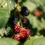 biologisch fruit op natuurcamping in Drenthe biologisch fruit op charme camping in Drenthe