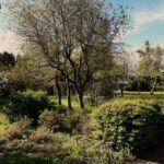 Prachtig terrein op rustige minicamping in Drenthe, camping zonder honden